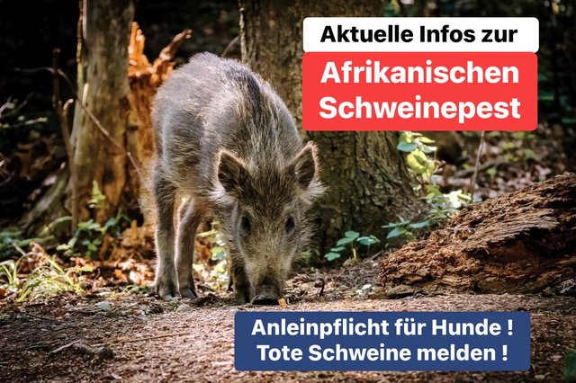 Schweinepest